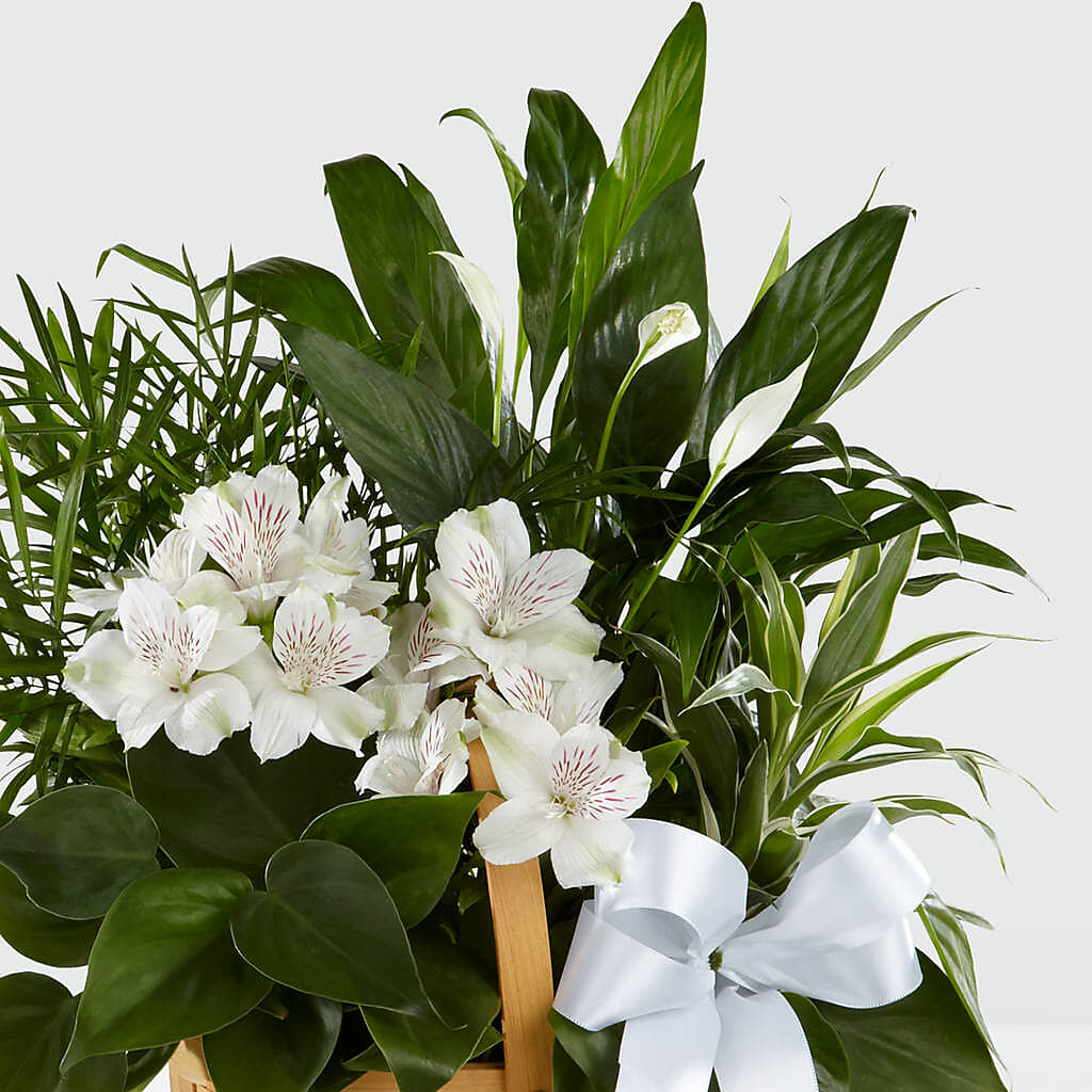Peace & Serenity Dishgarden – Ferguson Florists Inc, Attalla AL