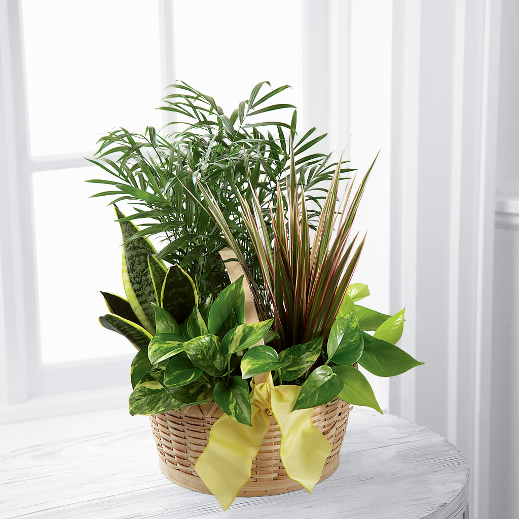 French Garden – Ferguson Florists Inc, Attalla AL