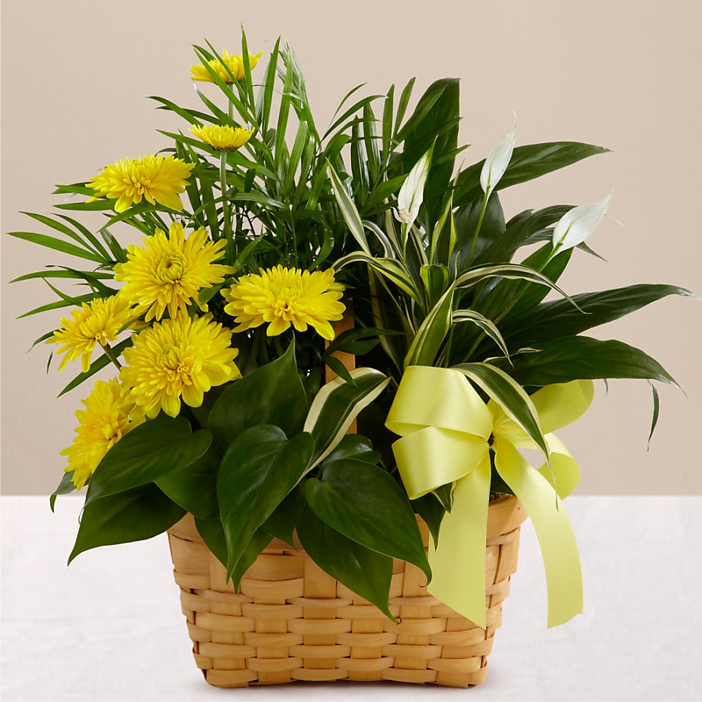 Loving Light Dishgarden – Ferguson Florists Inc, Attalla AL