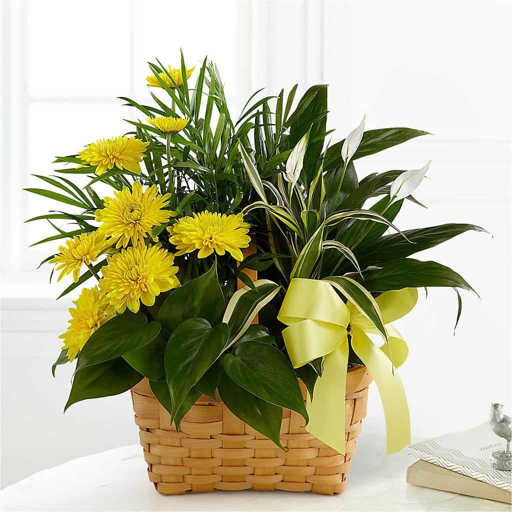 Loving Light Dishgarden – Ferguson Florists Inc, Attalla AL