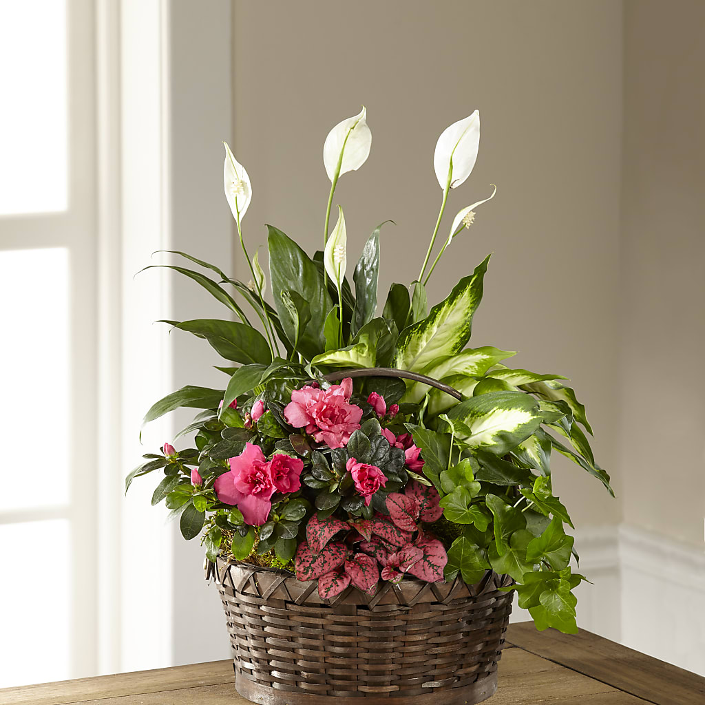 Dream in Pink Dishgarden – Ferguson Florists Inc, Attalla AL