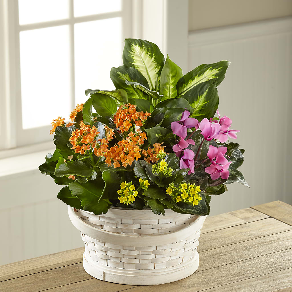 Color Crush Dishgarden – Ferguson Florists Inc, Attalla AL