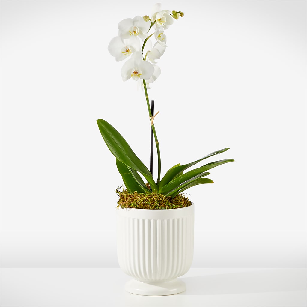 Whispering White Orchid – Ferguson Florists Inc, Attalla AL