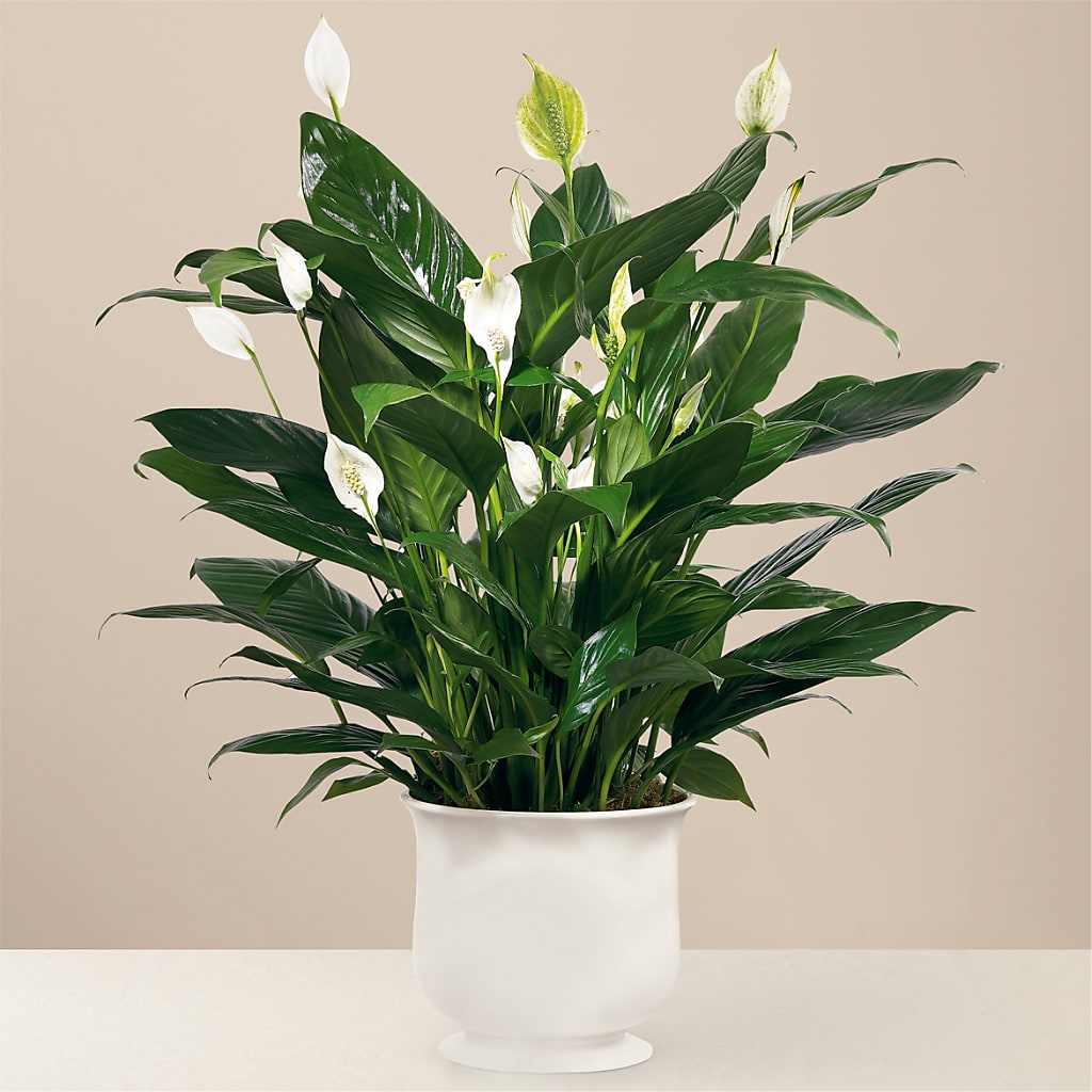 Comfort Planter – Ferguson Florists Inc, Attalla AL