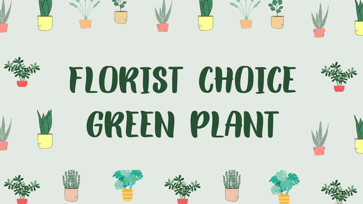 Florist Choice Green Plant – Ferguson Florists Inc, Attalla AL
