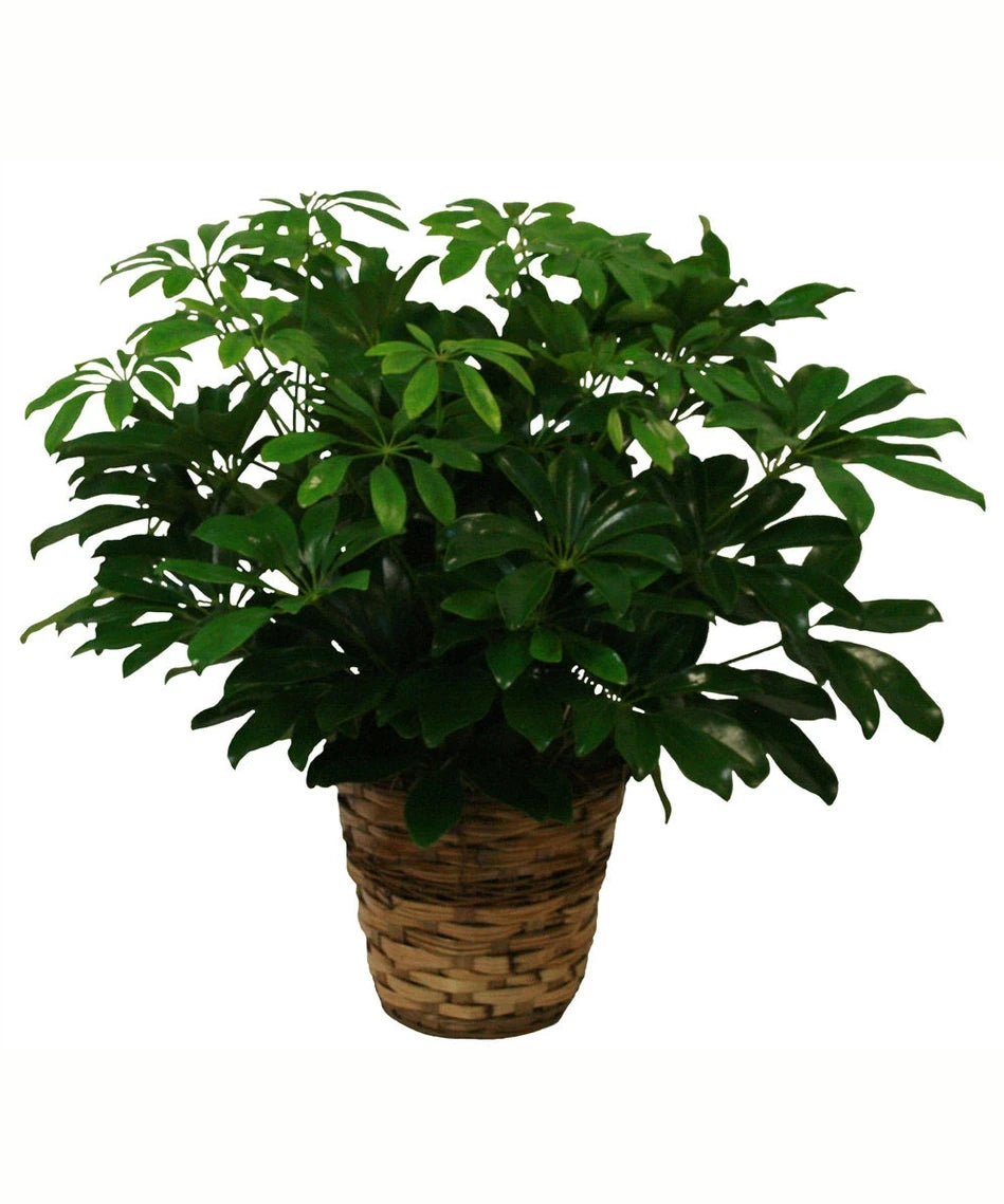 Schefflera Green Plant – Ferguson Florists Inc, Attalla AL