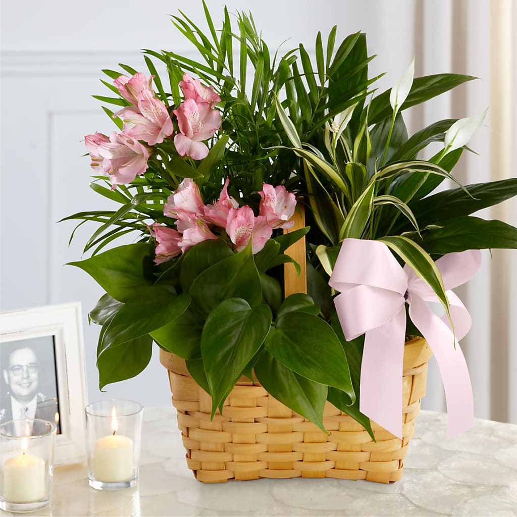 Living Spirit Dishgarden – Ferguson Florists Inc, Attalla AL