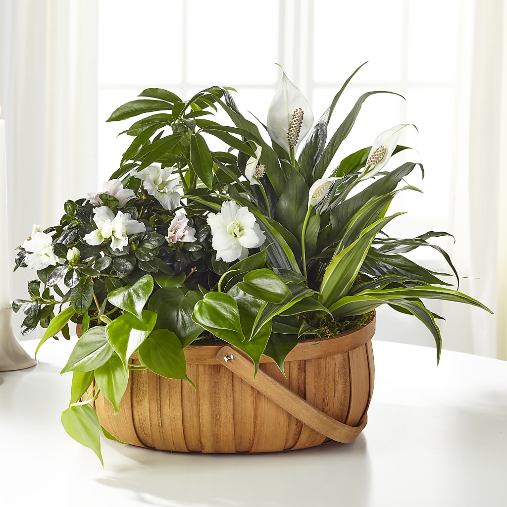 Serene Dishgarden – Ferguson Florists Inc, Attalla AL