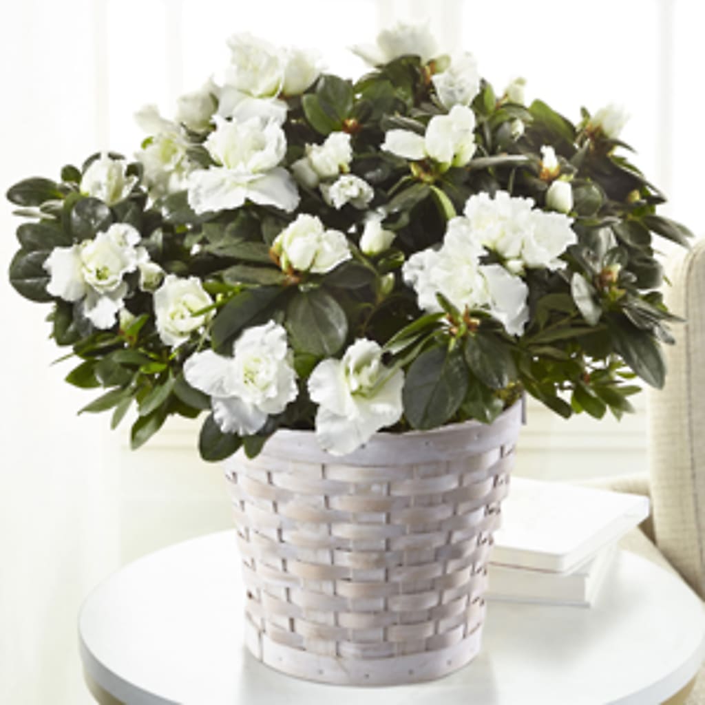 White Azalea Plant – Ferguson Florists Inc, Attalla AL