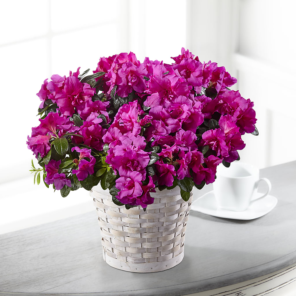Hope & Serenity Azalea Plant – Ferguson Florists Inc, Attalla AL