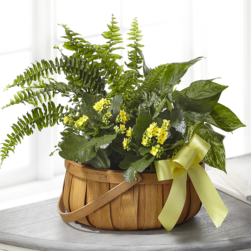 Always Dear Dishgarden – Ferguson Florists Inc, Attalla AL