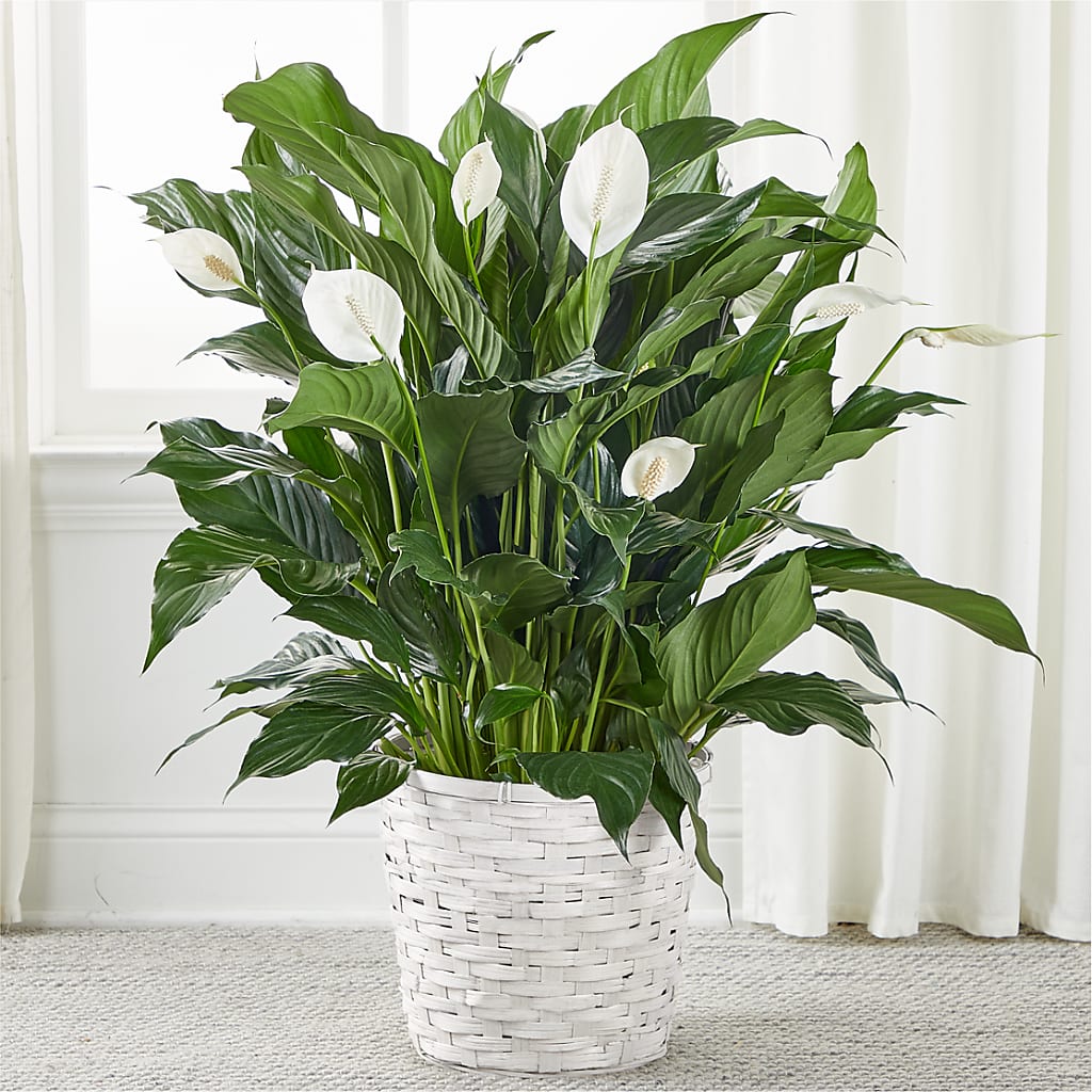 A New Leaf Peace Lily – Ferguson Florists Inc, Attalla AL