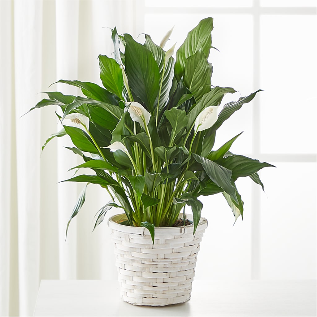 A New Leaf Peace Lily – Ferguson Florists Inc, Attalla AL