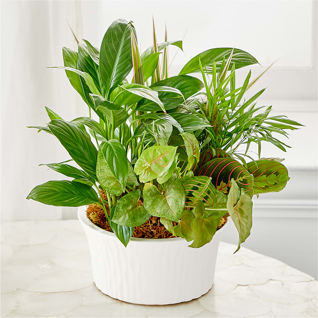 Balance & Harmony Dishgarden – Ferguson Florists Inc, Attalla AL