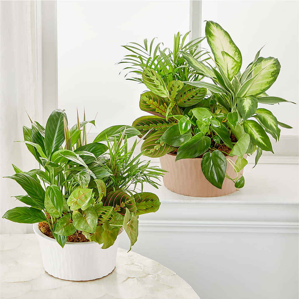 Balance & Harmony Dishgarden – Ferguson Florists Inc, Attalla AL