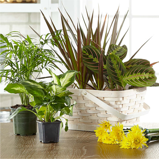 Florist Designed Blooming and Green Plants in a Basket –  Ferguson Florists Inc, Attalla AL