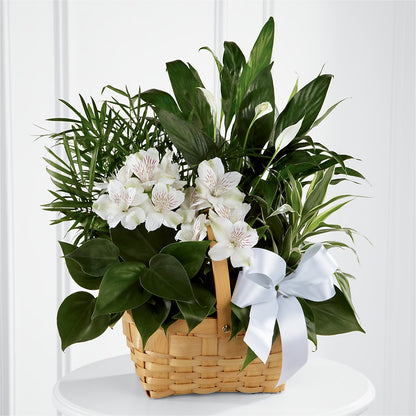 Peace & Serenity Dishgarden –  Ferguson Florists Inc, Attalla AL