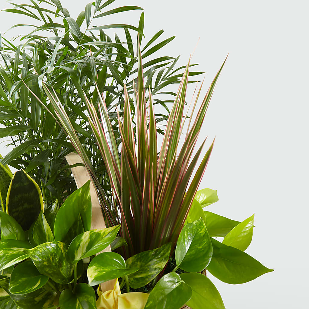 French Garden –  Ferguson Florists Inc, Attalla AL