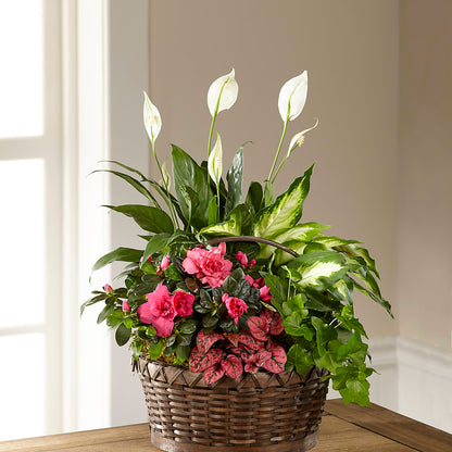 Dream in Pink Dishgarden –  Ferguson Florists Inc, Attalla AL