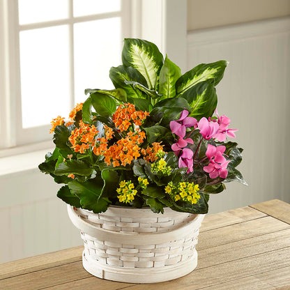 Color Crush Dishgarden –  Ferguson Florists Inc, Attalla AL