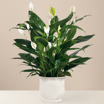 Comfort Planter –  Ferguson Florists Inc, Attalla AL