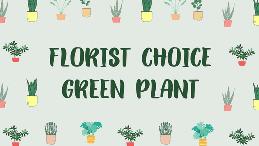 Florist Choice Green Plant