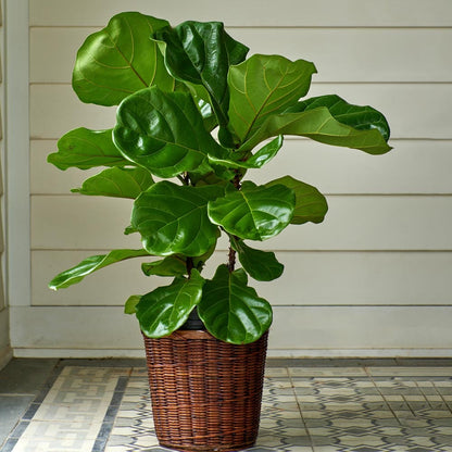 Fiddle Leaf Fig