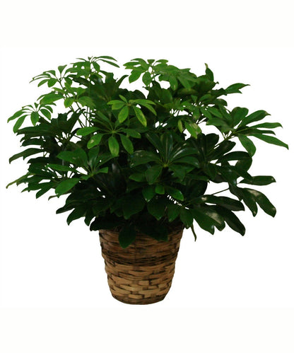 Schefflera Green Plant