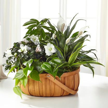 Serene Dishgarden –  Ferguson Florists Inc, Attalla AL