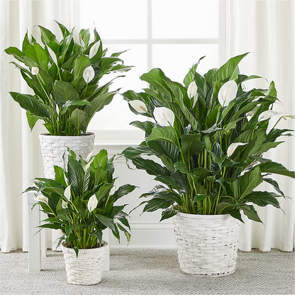 A New Leaf Peace Lily –  Ferguson Florists Inc, Attalla AL