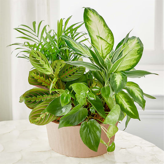 Balance & Harmony Dishgarden –  Ferguson Florists Inc, Attalla AL