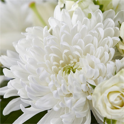 Classic Ivory – A Florist Original –  Ferguson Florists Inc, Attalla AL